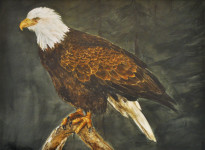 Eagle Watercolor