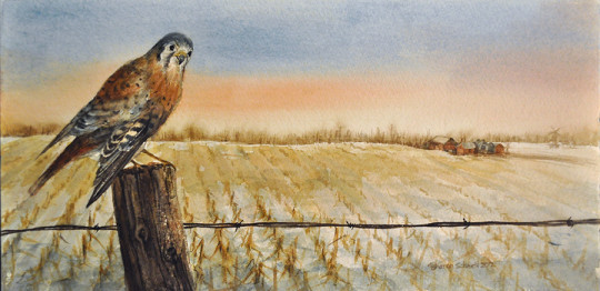 American Kestrel Watercolor